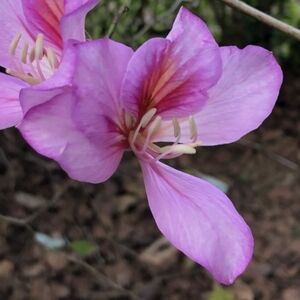 Orchid Tree Bauhinia Variegata Seeds Pata De Vaca